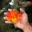 CHONKY AAA Grade Tiger Oranda Male 5-5.5 inches #082826OR_03
