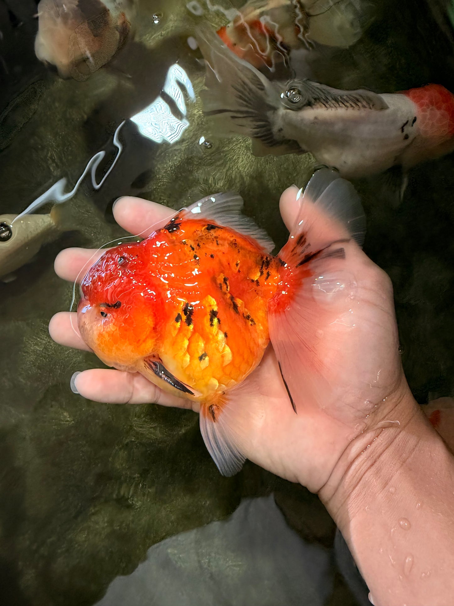 CHONKY AAA Grade Tiger Oranda Male 5-5.5 inches #082826OR_03