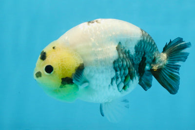 A Grade Chinese Cow Ranchu Male 4.5-5 inches #110725RC_13