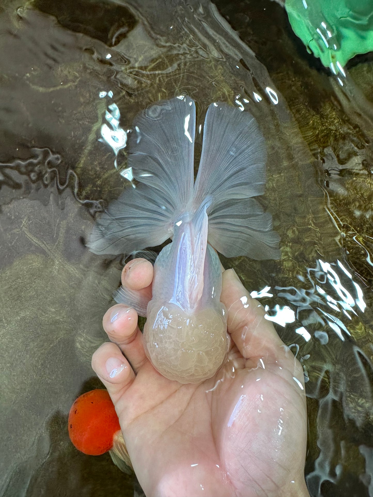 AAA Grade Snow White Oranda Male 5.5-6 inches #062725OR_20