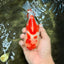 A Grade Red White Yuanbao Female 6 inches #101626YB_30