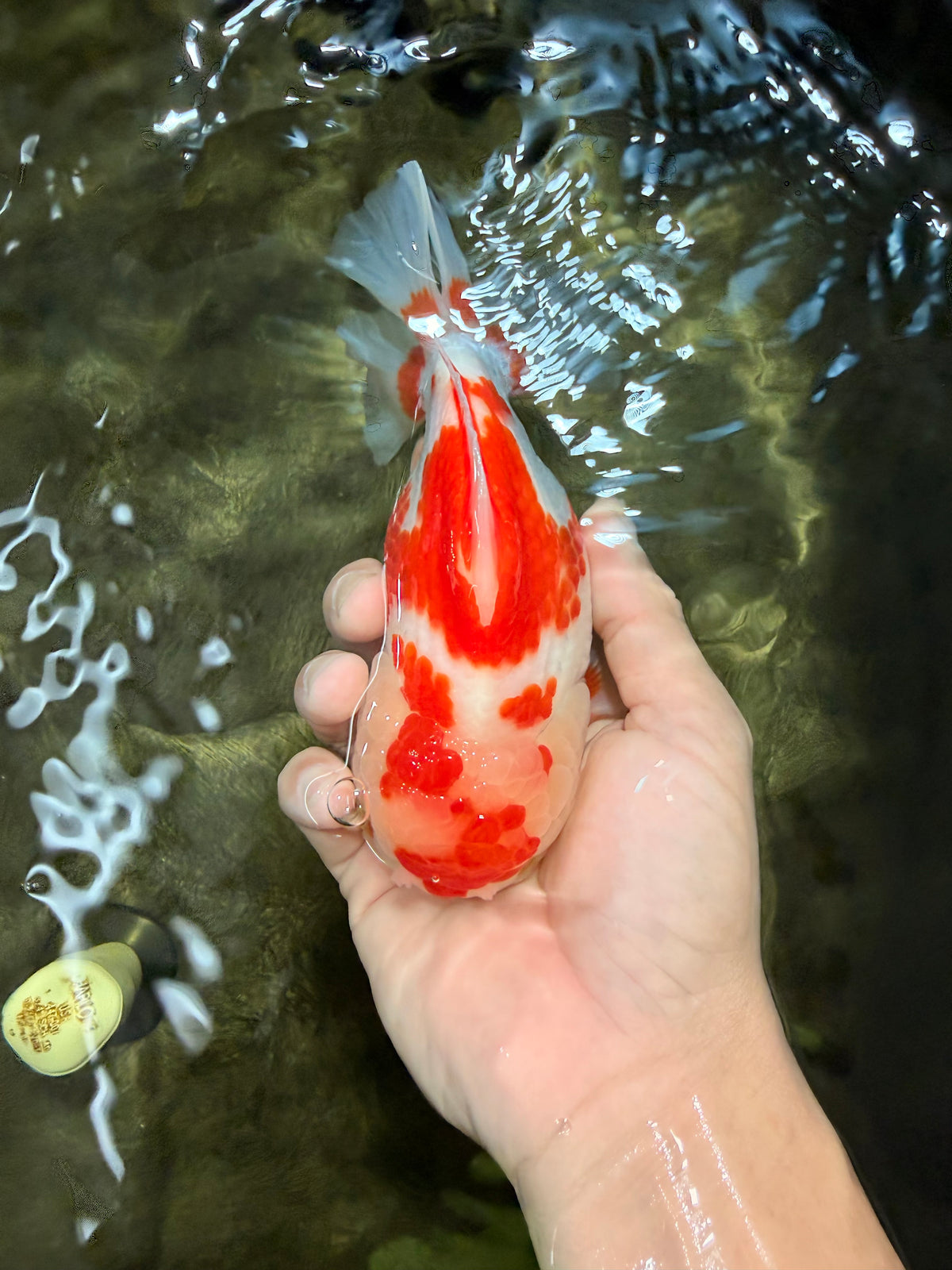 A Grade Red White Yuanbao Female 6 inches #101626YB_30