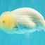 White Lionchu Female 4 inches #051526LC_13