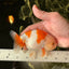 Kohaku Orange White Lionchu Male 4.5-5 inches #1018LC_9