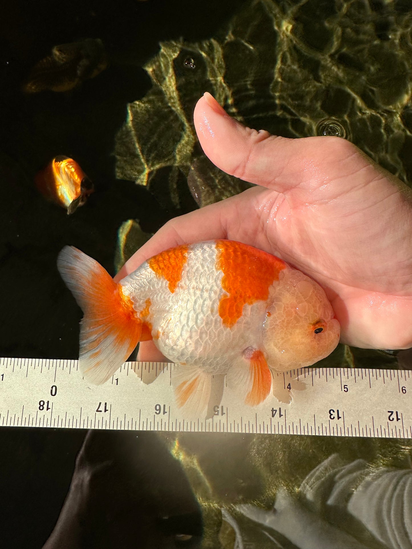 Kohaku Orange White Lionchu Male 4.5-5 inches #1018LC_9