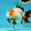 A Grade Tancho Tricolor Oranda Female 5-5.5 inches #050925OR_34