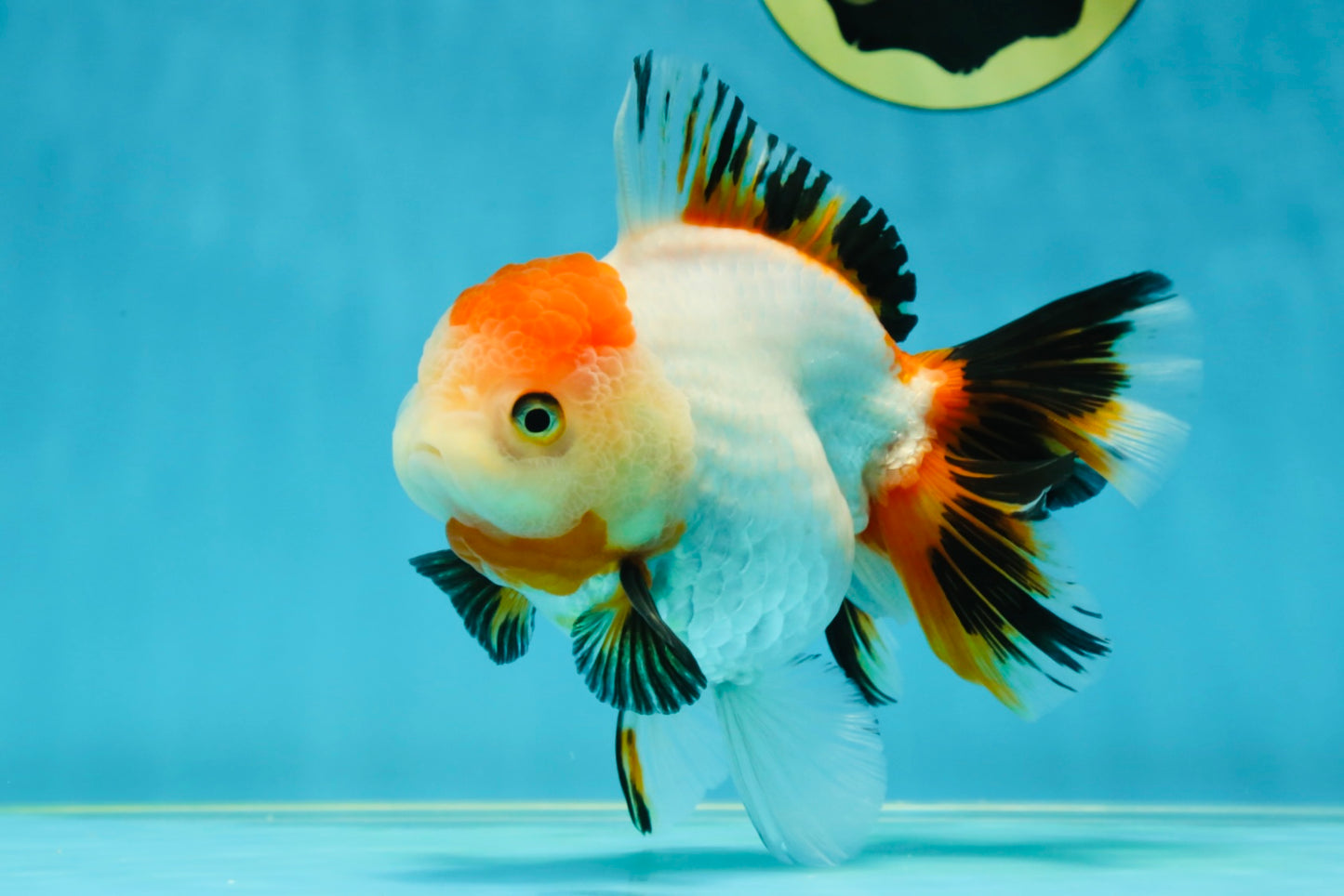 A Grade Tancho Tricolor Oranda Female 5-5.5 inches #050925OR_34