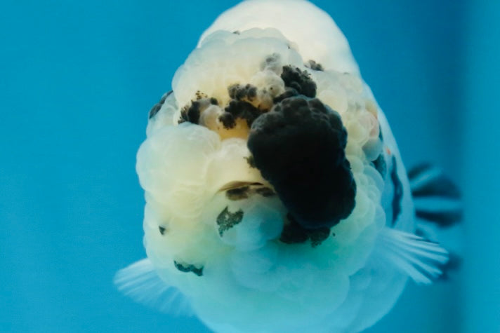 SPECIAL YIN-YANG AAA Grade Cow LionQueen 4 inches #081525LC_03