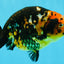 Tiger Chinese Ranchu Female 5.5 inches #022026RC_20