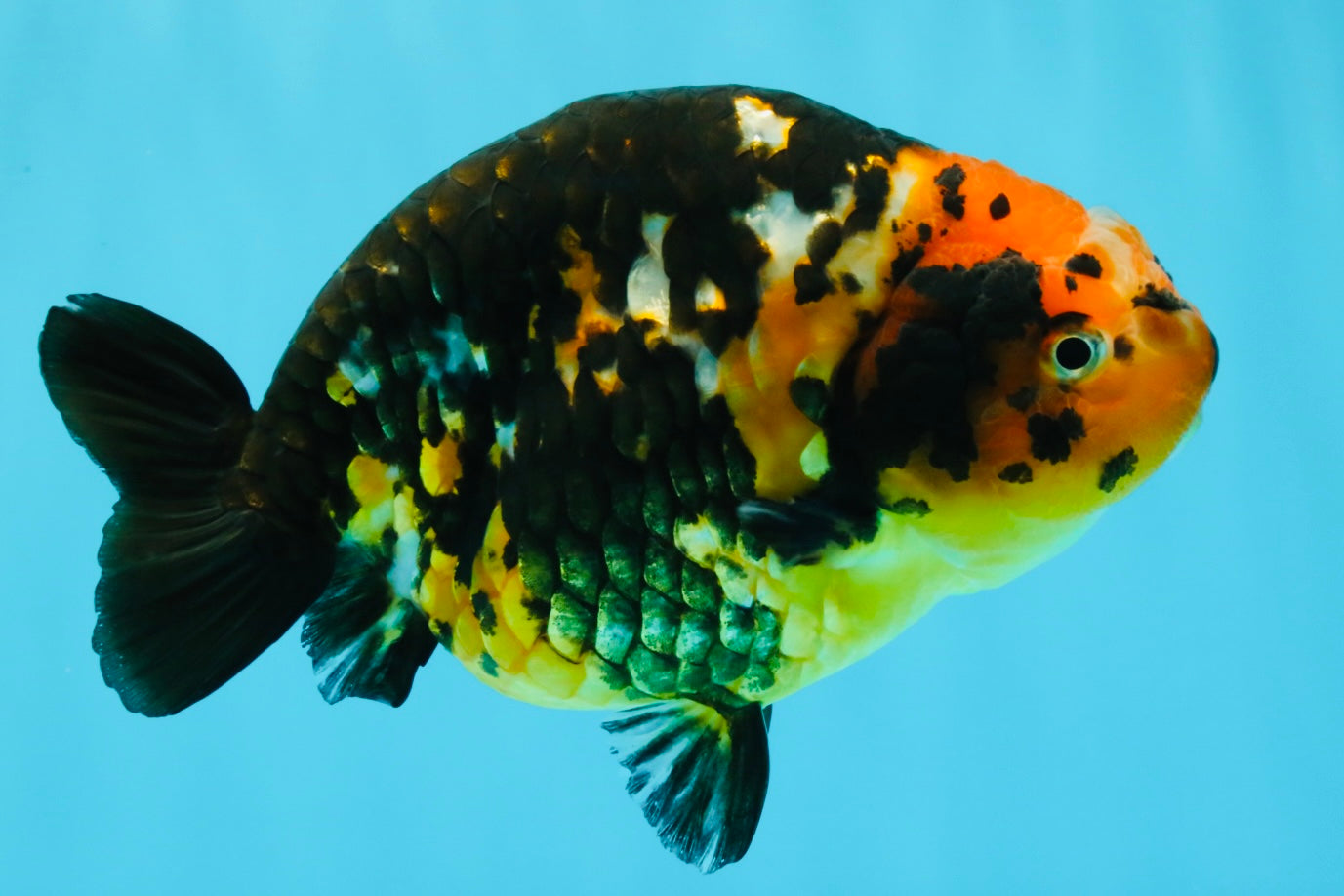 Tiger Chinese Ranchu Female 5.5 inches #022026RC_20