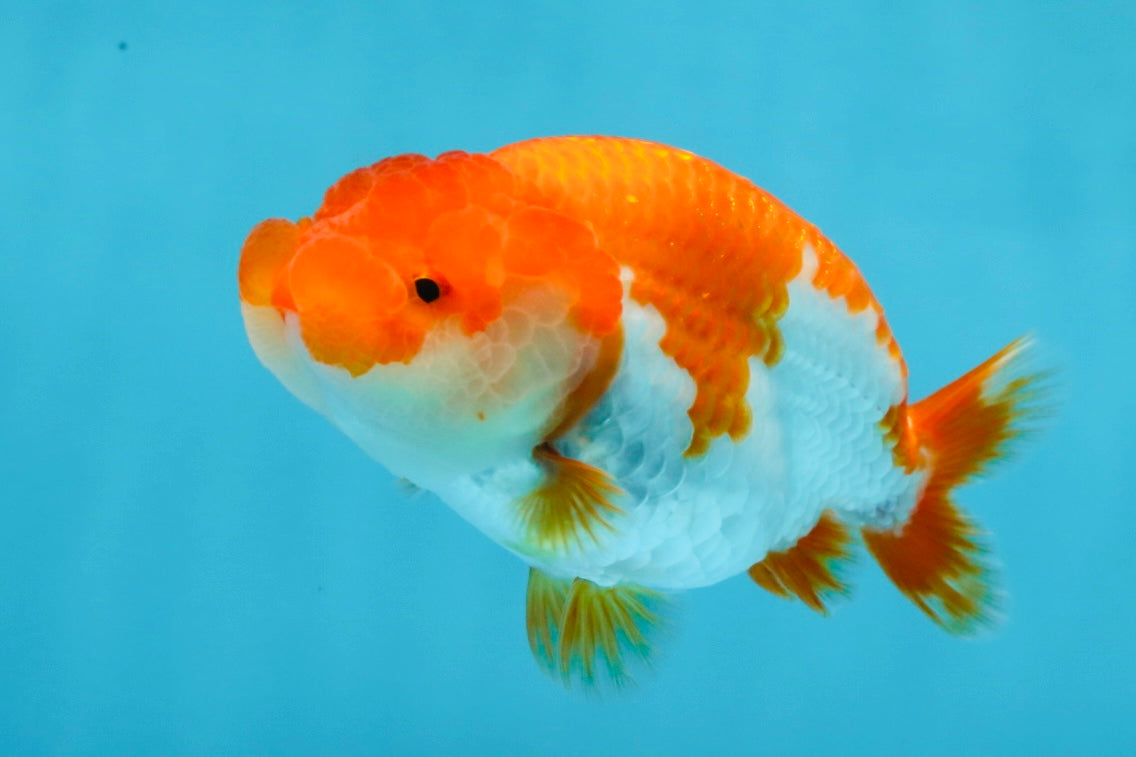 AAA Grade Red White LionQueen 4 inches #101725LC_08