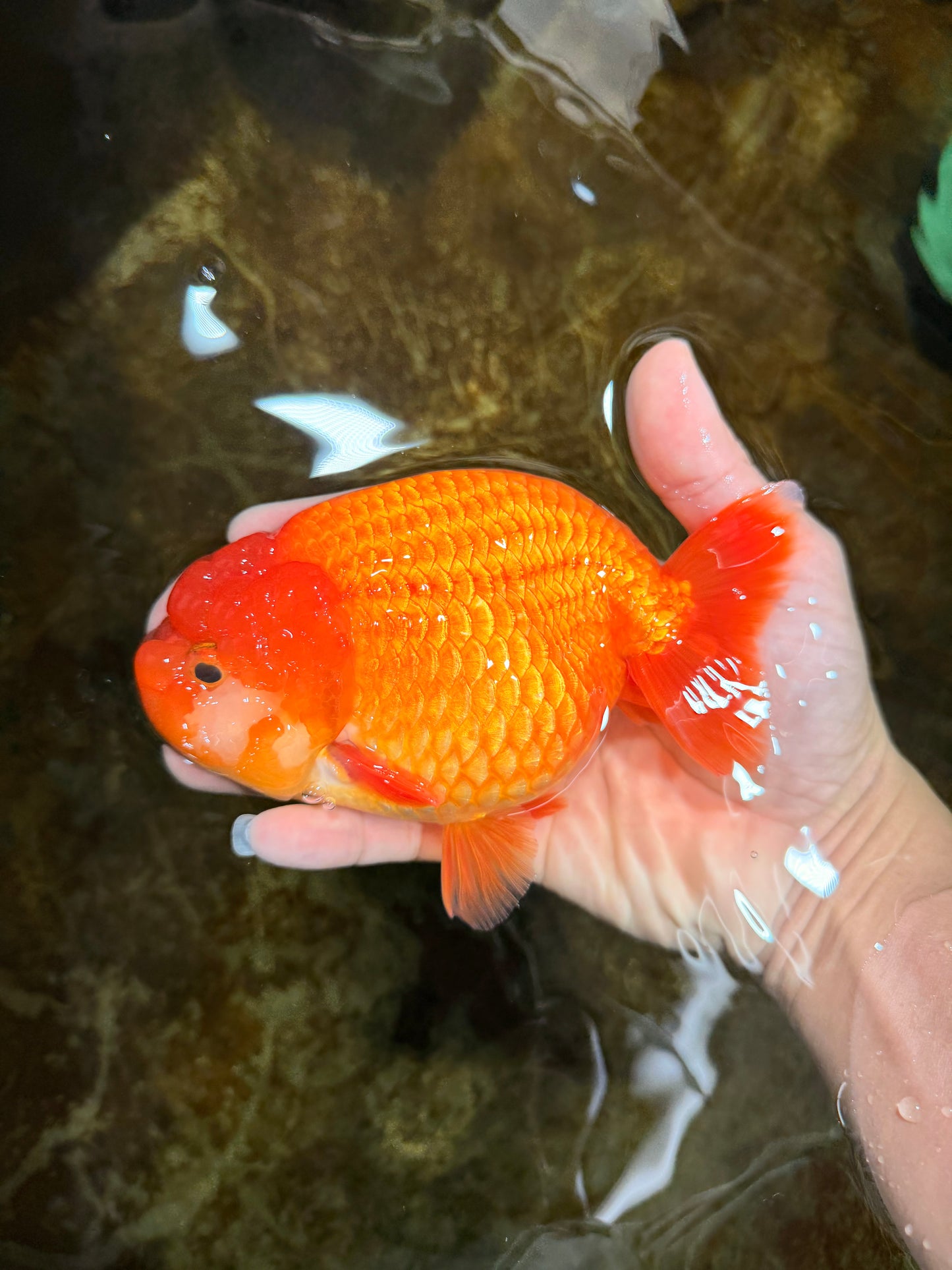 A Grade Red LionQueen 5.5-6 inches #112125LC_04