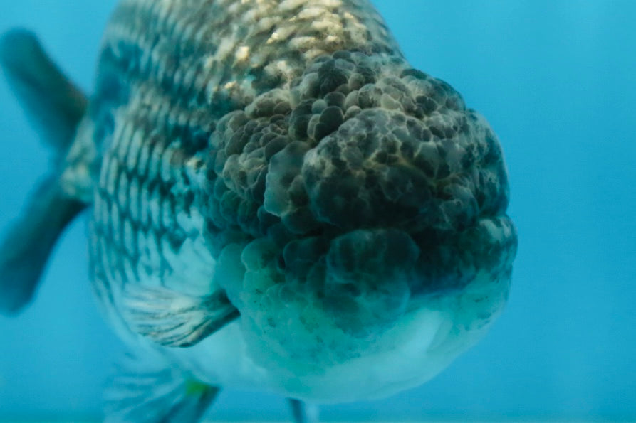 A Grade CHONKY Blue LionKing 5-5.5 inches #082925LC_17