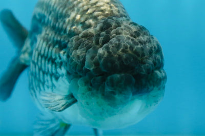 A Grade CHONKY Blue LionKing 5-5.5 inches #082925LC_17