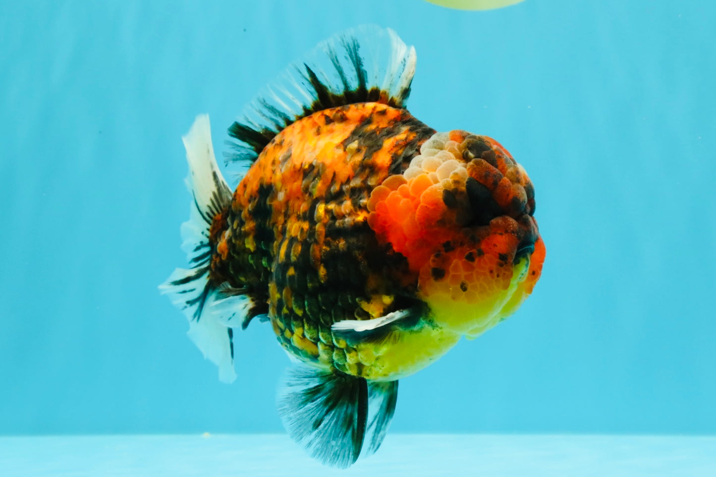 AAA Grade Godzilla Tiger Yuanbao Male 5.5-6 inches #031326YB_19