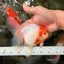 SPECIAL A Grade Tancho Sakura Oranda Male 5.5-6 inches #073126OR_09