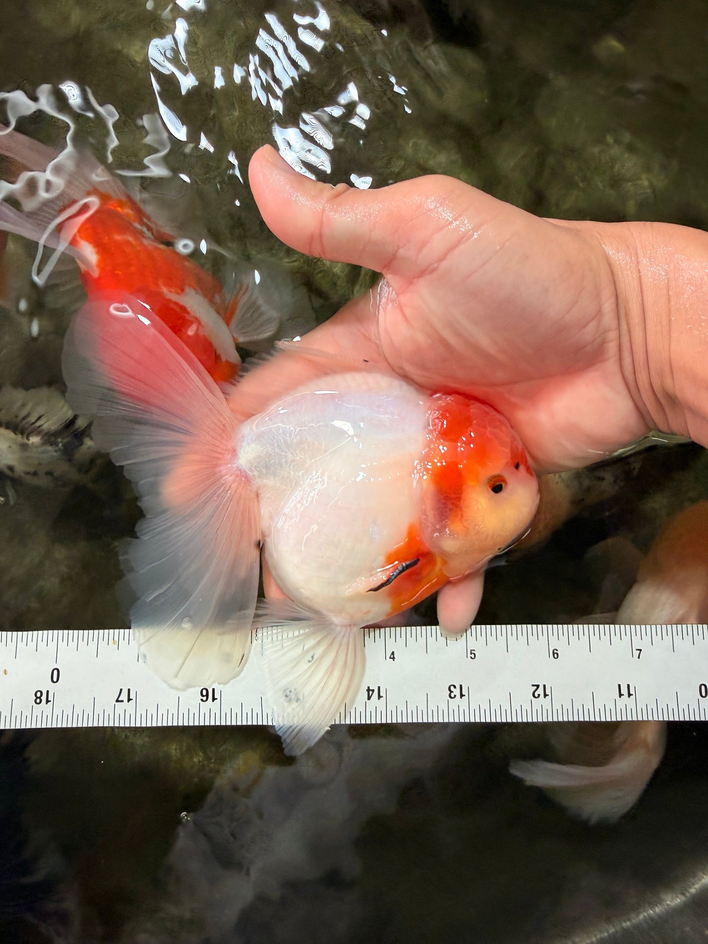 SPECIAL A Grade Tancho Sakura Oranda Male 5.5-6 inches #073126OR_09