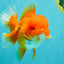 AAA Grade Red Oranda Female 6.5 inches #071026OR_24