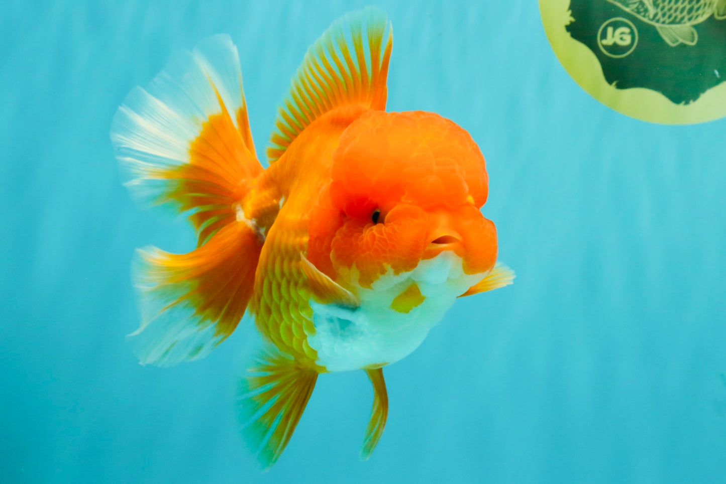AAA Grade Red Oranda Female 6.5 inches #071026OR_24