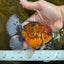 AAA Grade Young Godzilla Tiger Oranda Male 5.5 inches #080825OR_22