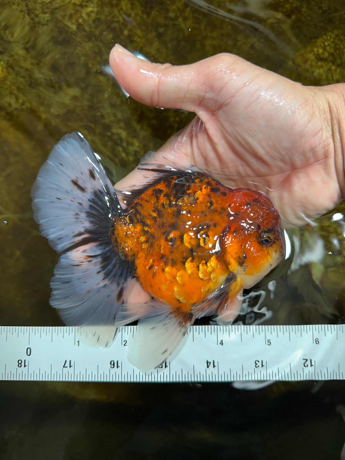 AAA Grade Young Godzilla Tiger Oranda Male 5.5 inches #080825OR_22