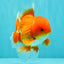 AAA Grade Red White Oranda Male 5-5.5 inches #073126OR_08