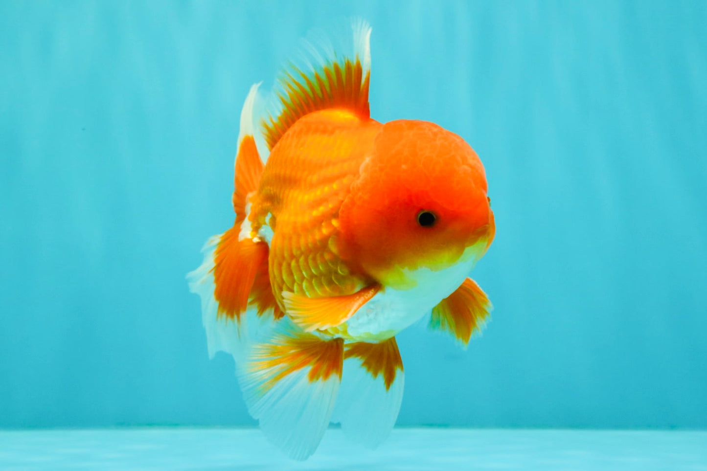 AAA Grade Red White Oranda Male 5-5.5 inches #073126OR_08