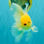 A Grade White Oranda Male 5.5-6 inches #080726OR_11