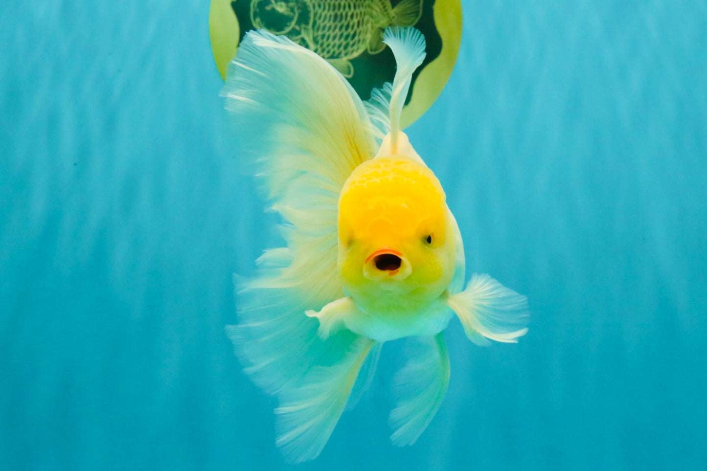 A Grade White Oranda Male 5.5-6 inches #080726OR_11