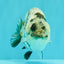 A Grade Tiger Ranchu Female 5-5.5 inches #071026RC_12