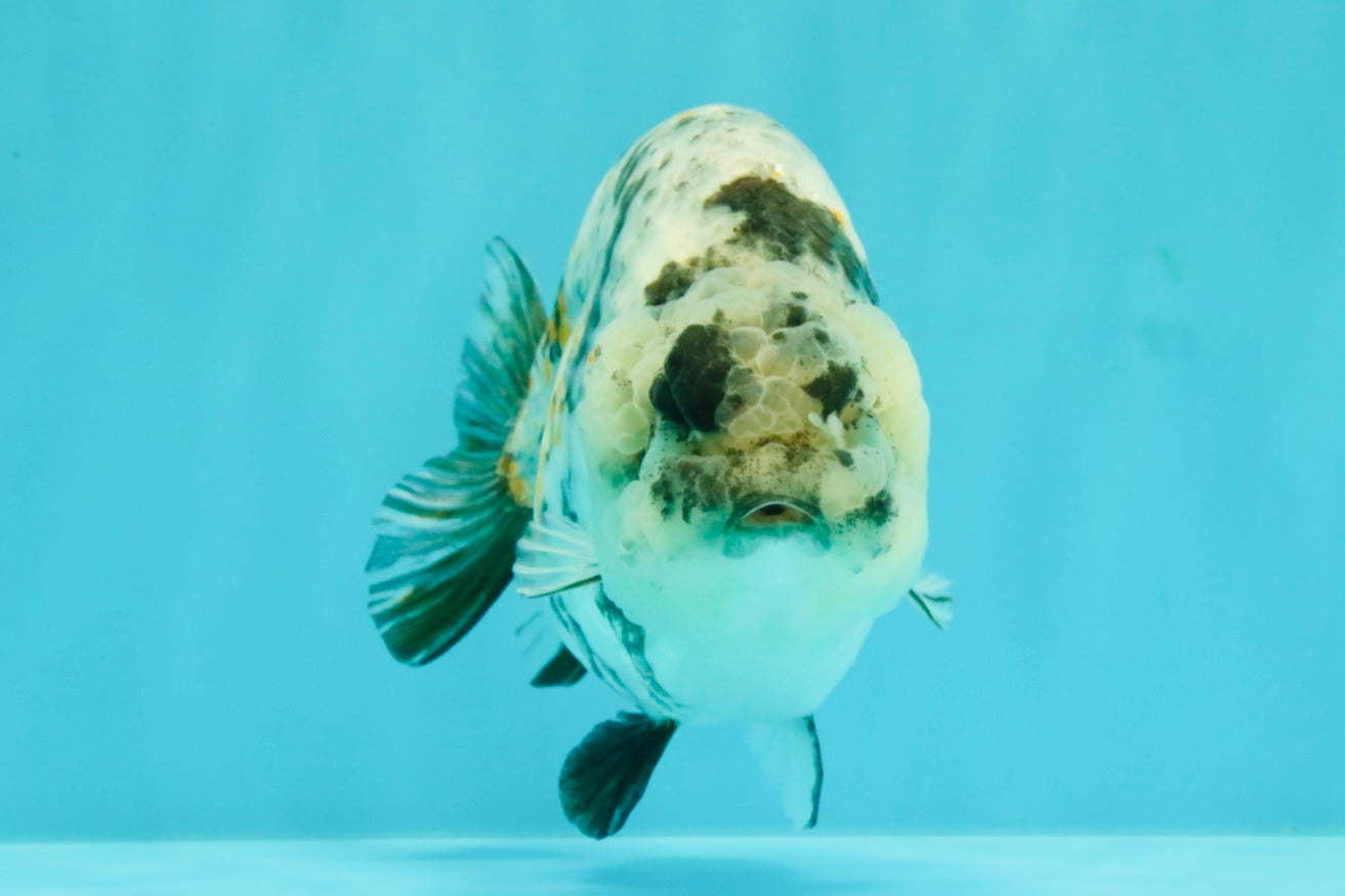 A Grade Tiger Ranchu Female 5-5.5 inches #071026RC_12