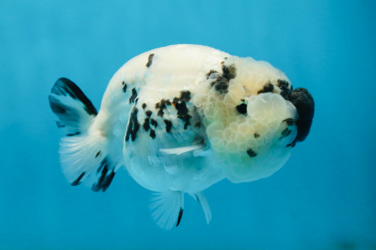 SPECIAL YIN-YANG AAA Grade Cow LionQueen 4 inches #081525LC_03