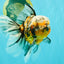 CHUBBY A Grade Calico Tiger Oranda Male 6-6.5 inches #091826OR_04