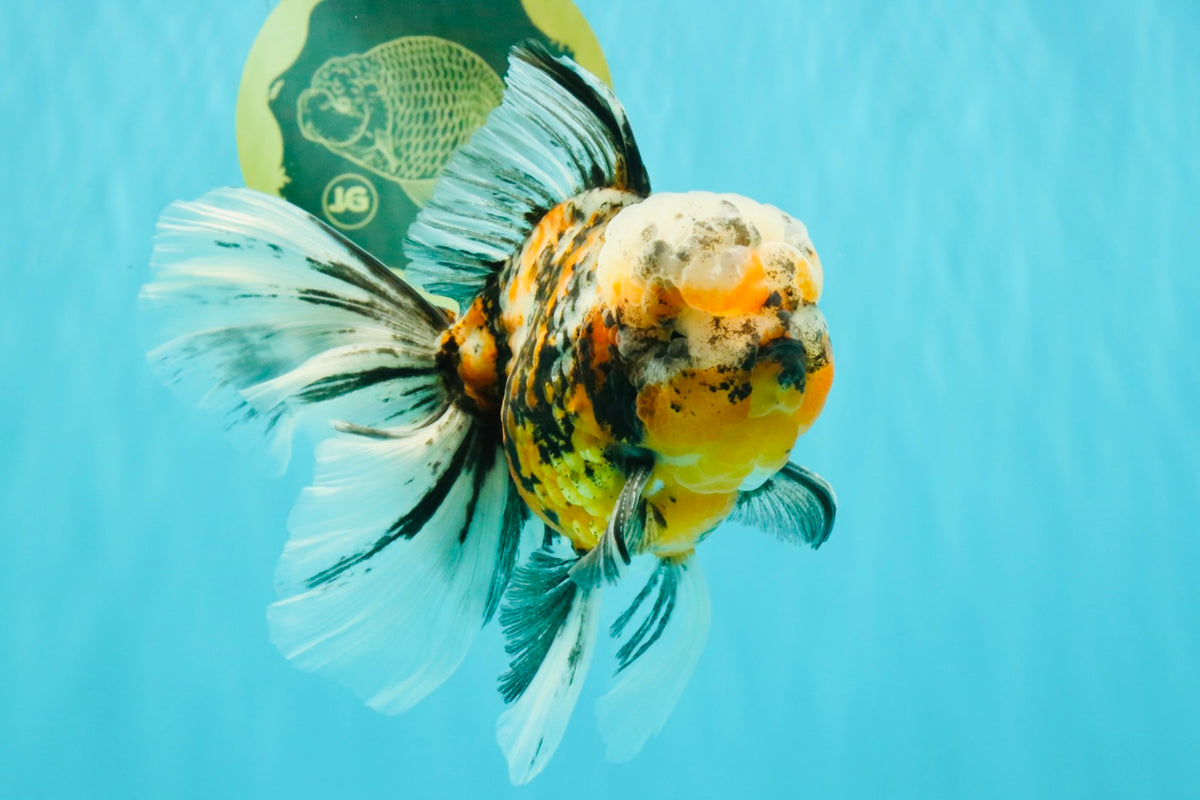 CHUBBY A Grade Calico Tiger Oranda Male 6-6.5 inches #091826OR_04