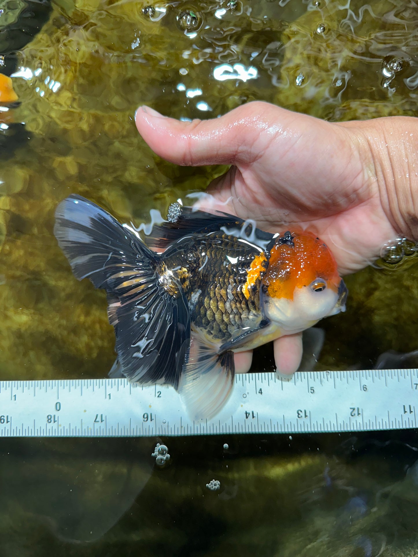 A Grade FANCY Tricolor Oranda Male 5.5 inches #082925OR_05