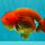 A Grade Red LionQueen 4.5-5 inches #070326LC_30