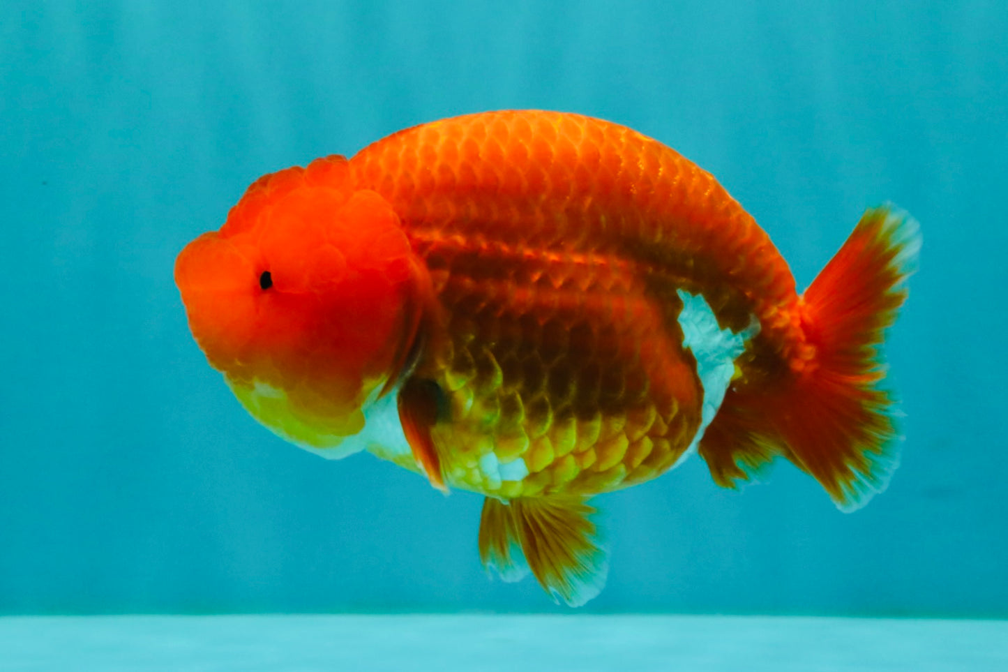 A Grade Red LionQueen 4.5-5 inches #070326LC_30