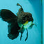 Black Oranda Male 6.5 inches #112224OR_17