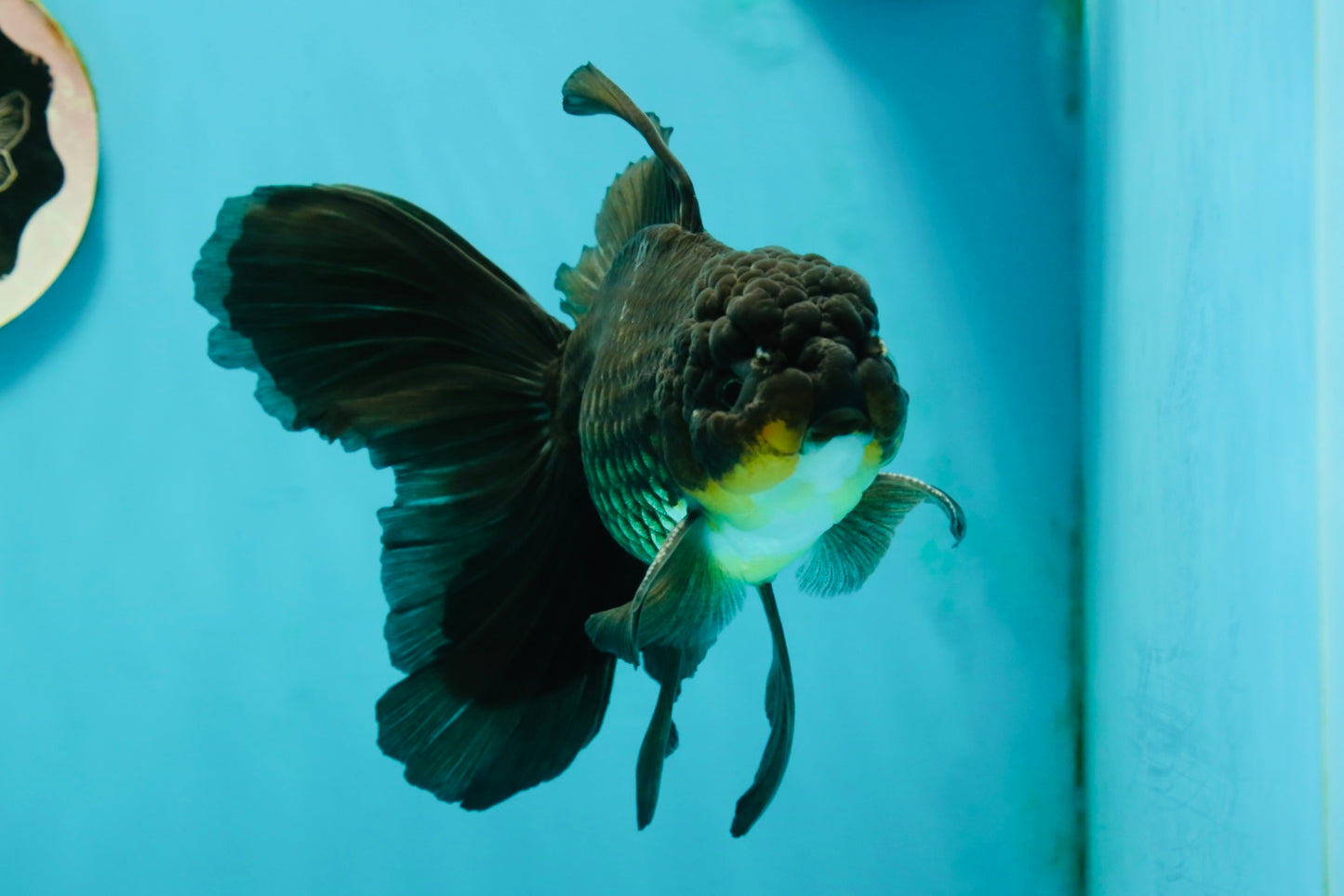 Black Oranda Male 6.5 inches #112224OR_17