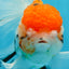 A Grade Jumbo MASSIVE BUTTERFLY TAIL Tricolor Sakura Oranda Female 6.5 inches #010325OR_03