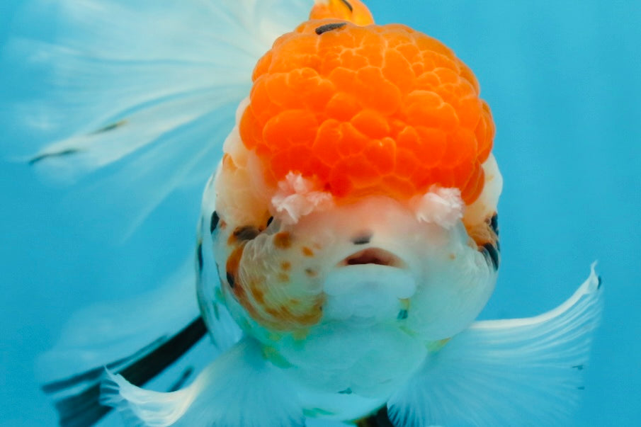 A Grade Jumbo MASSIVE BUTTERFLY TAIL Tricolor Sakura Oranda Female 6.5 inches #010325OR_03