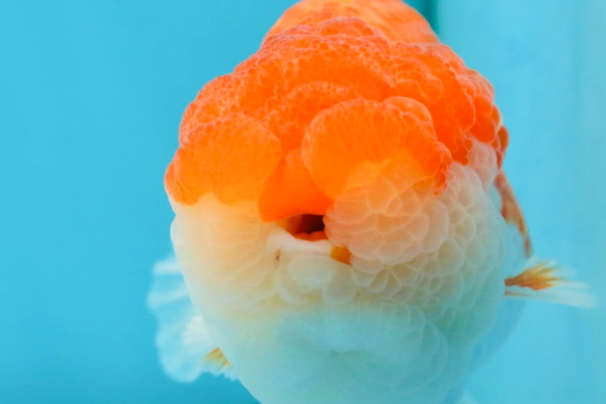 AAA Grade TOP Red White LionKing 4.5 inches #051625LC_37