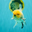 A Grade Marble Oranda Male 6 inches #062626OR_33