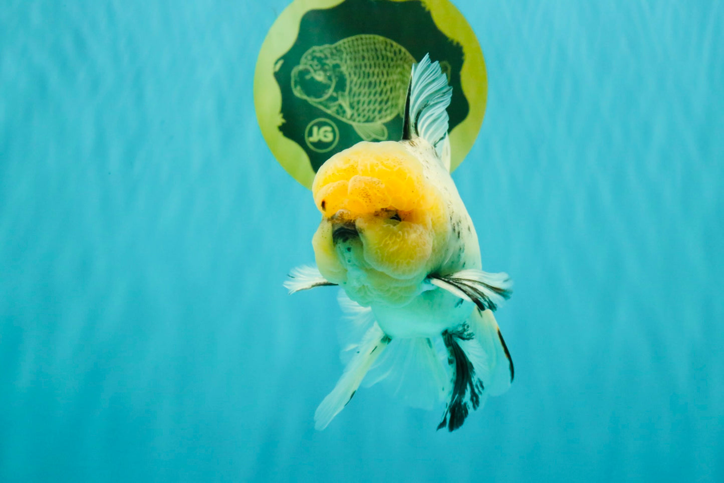 A Grade Marble Oranda Male 6 inches #062626OR_33