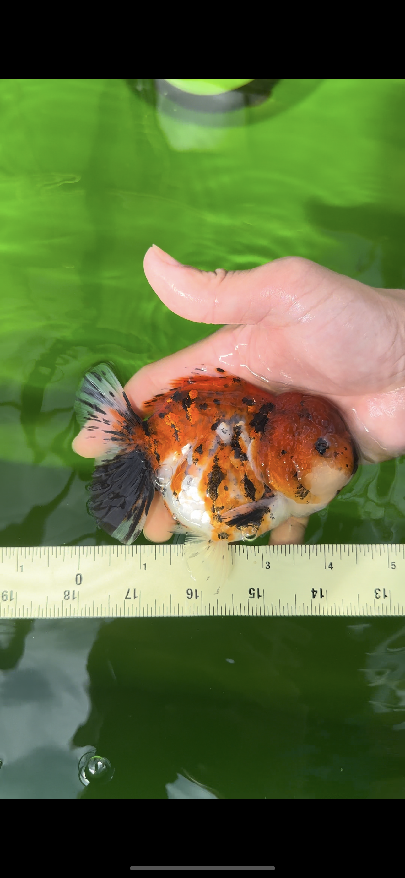 AAA Grade Tricolor Tiger Yuanbao Female 4.5 inches #0510YB_19