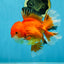 AAA Grade CHONKY Red White Oranda Male 5-5.5 inches #062025OR_16