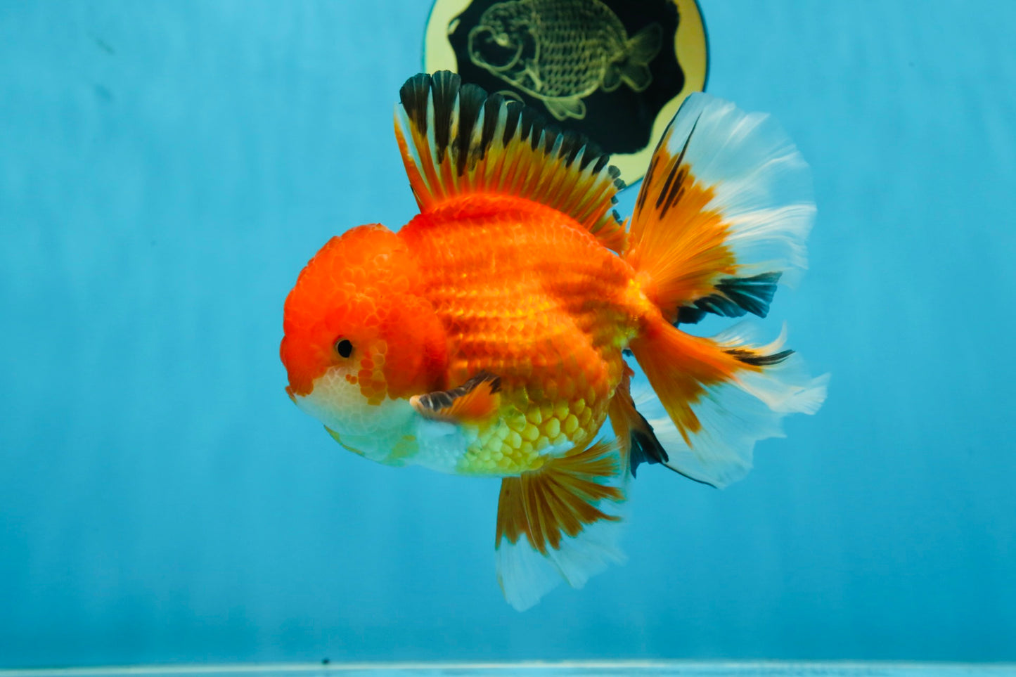 AAA Grade CHONKY Red White Oranda Male 5-5.5 inches #062025OR_16
