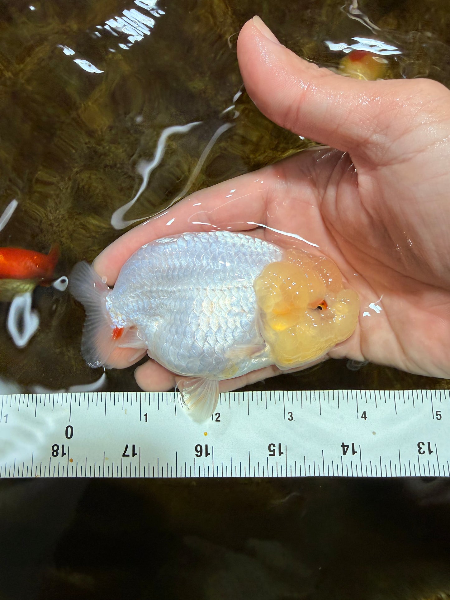 A Grade White LionQueen 4 inches #103125LC_26