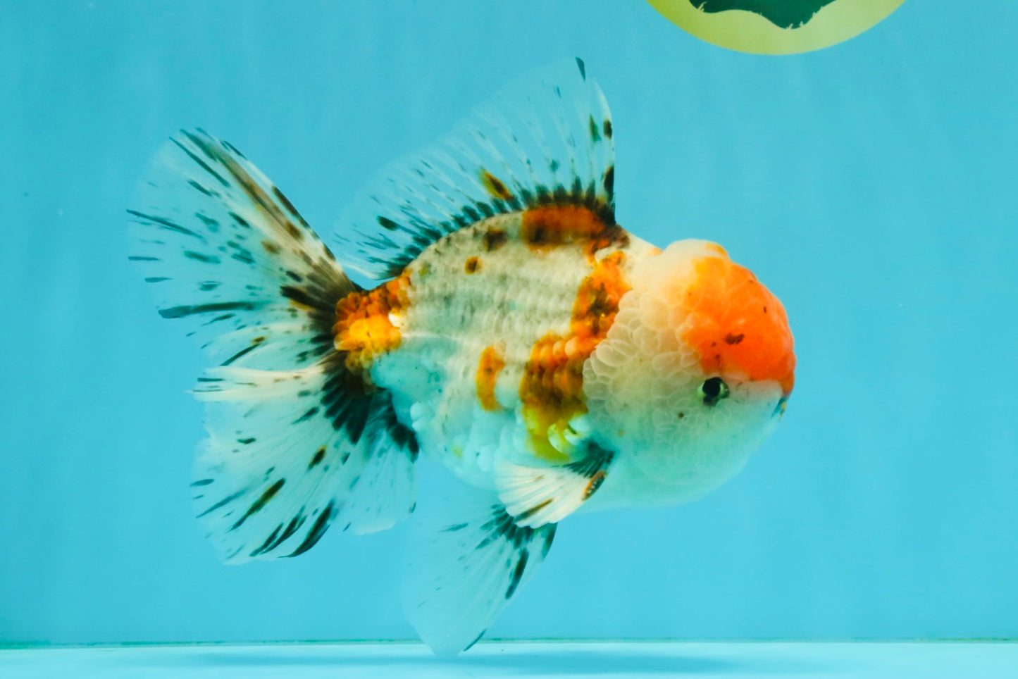 GIANT A Grade Calico Blue Base Oranda Male 7 inches #042426OR_10