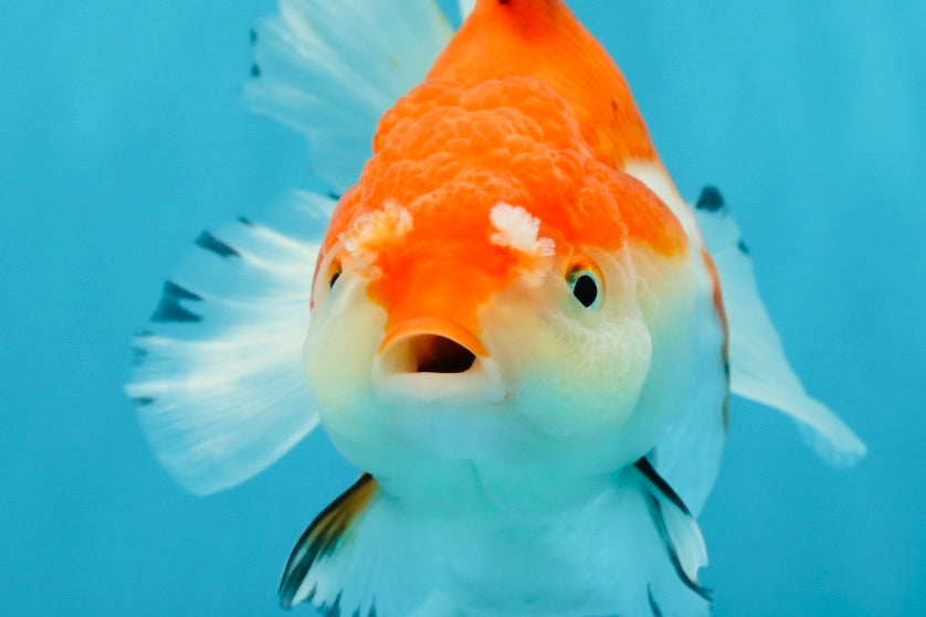 A Grade Tricolor Oranda Female 5.5 inches #112924OR_13